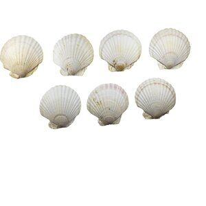 Set Of 7 White Scallop Seashells For Crafting Decor Or Beach-Themed Projects